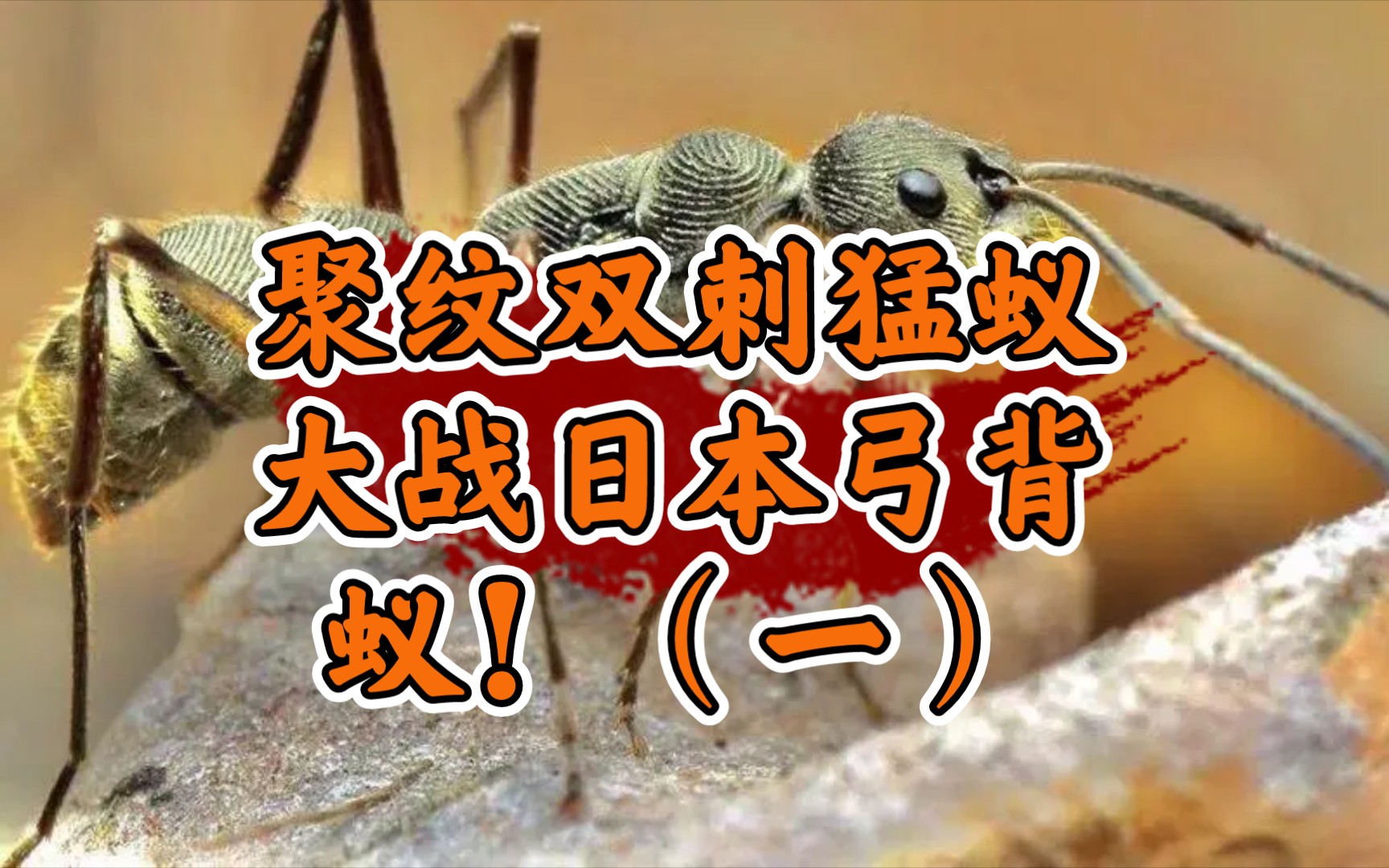 日本弓背蚁和聚纹双刺猛蚁全面大战开始!双方打的天昏地暗!蚂蚁打架!