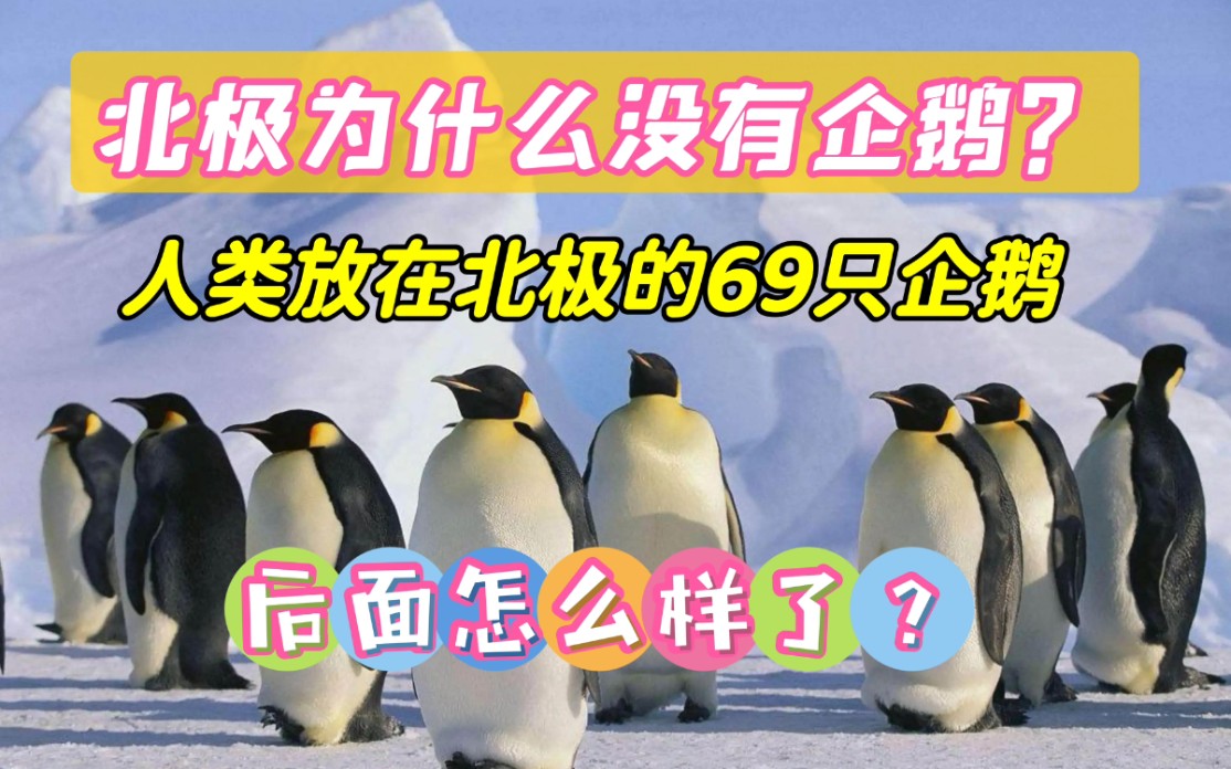 北极为什么没有企鹅?科学家当年在北极放的企鹅,后面怎样了?哔哩哔哩bilibili