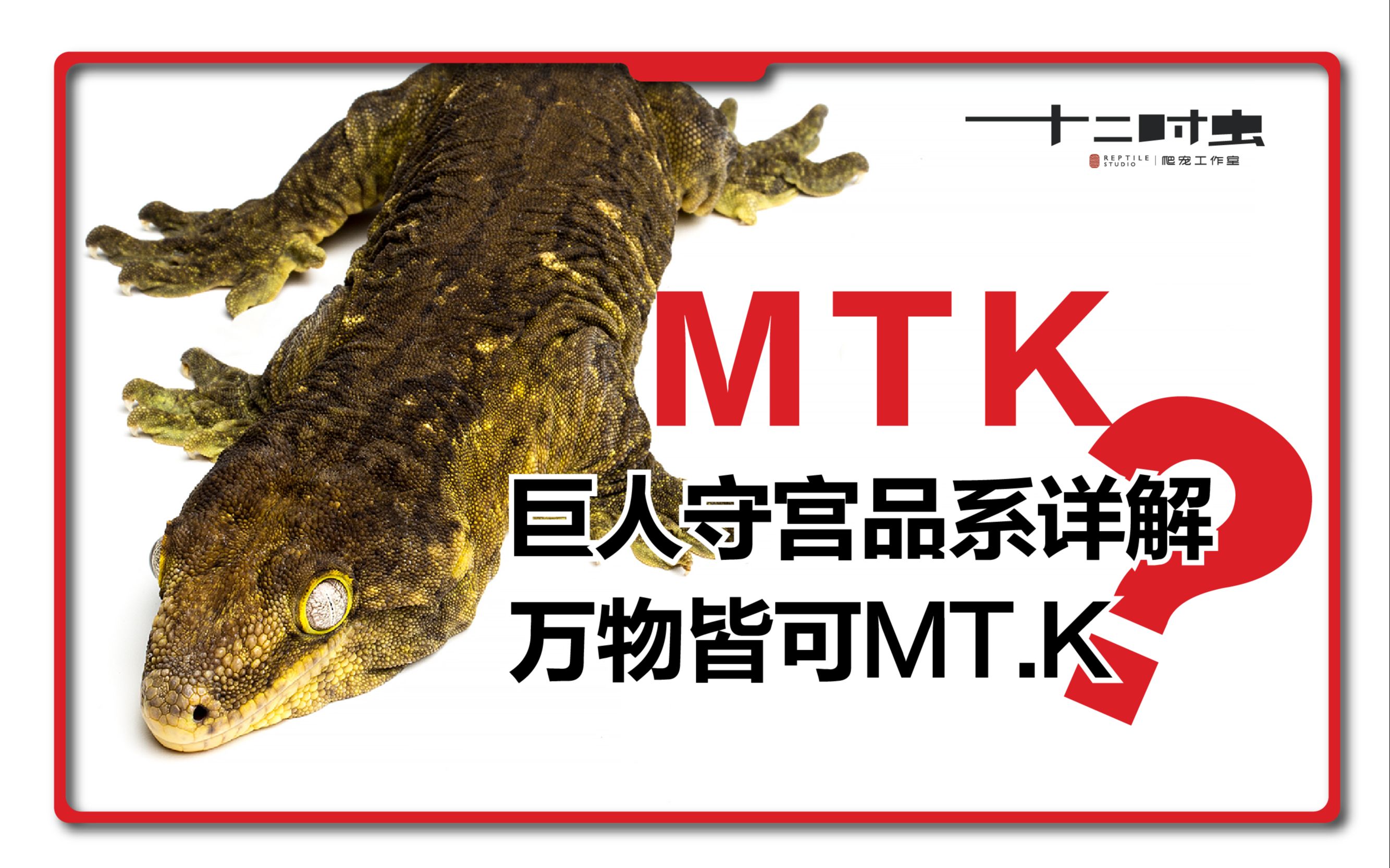 巨人守宫MT.K品系详解【万物皆可mtk?】哔哩哔哩bilibili