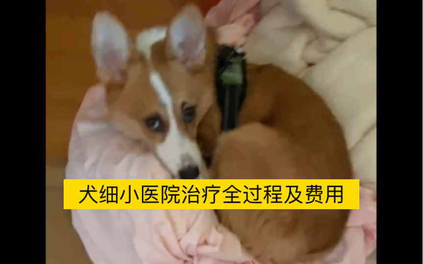 犬细小医院治疗全过程及花费1500左右哔哩哔哩bilibili