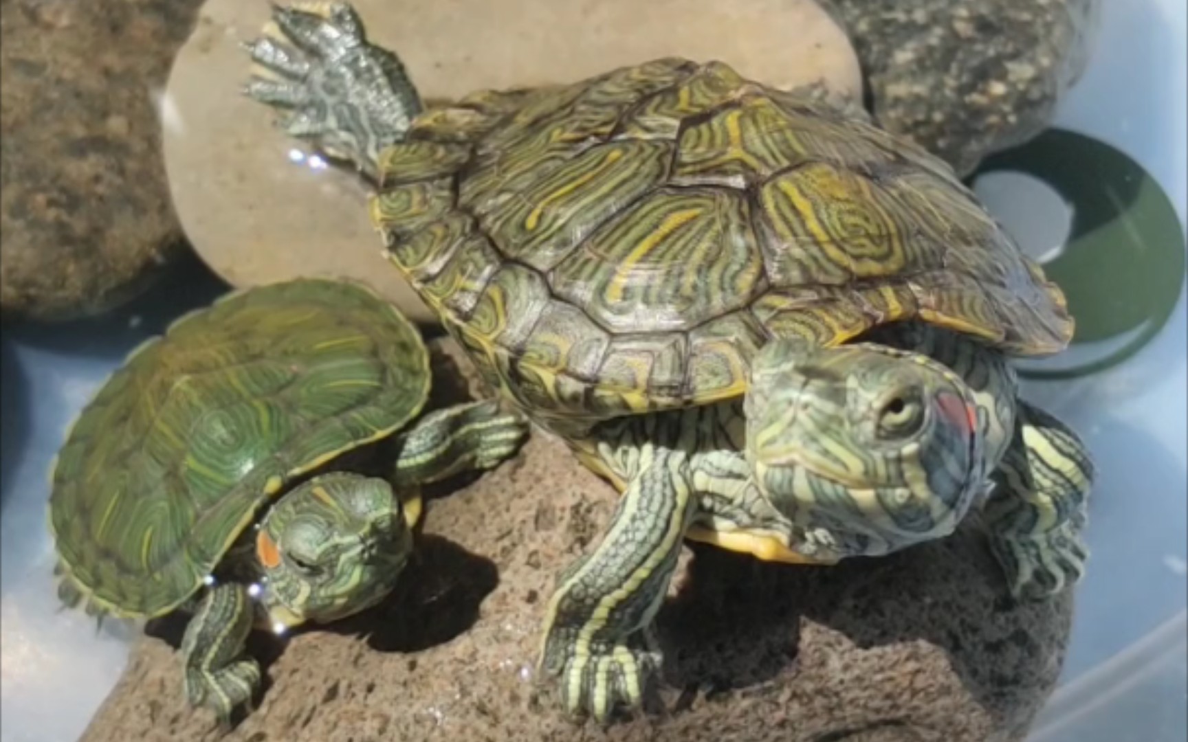 【巴西龟】回顾夏天龟龟晒太阳的美好时光