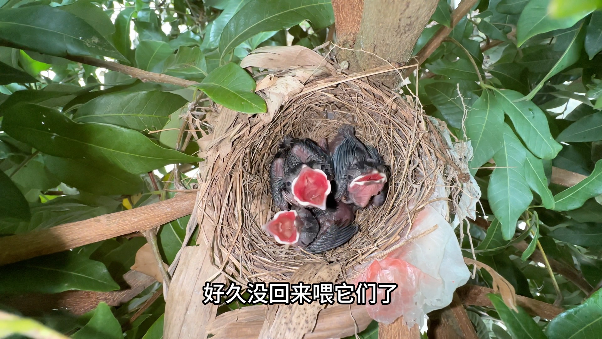 我家门口树上的红耳鹎完全不接受我的馈赠