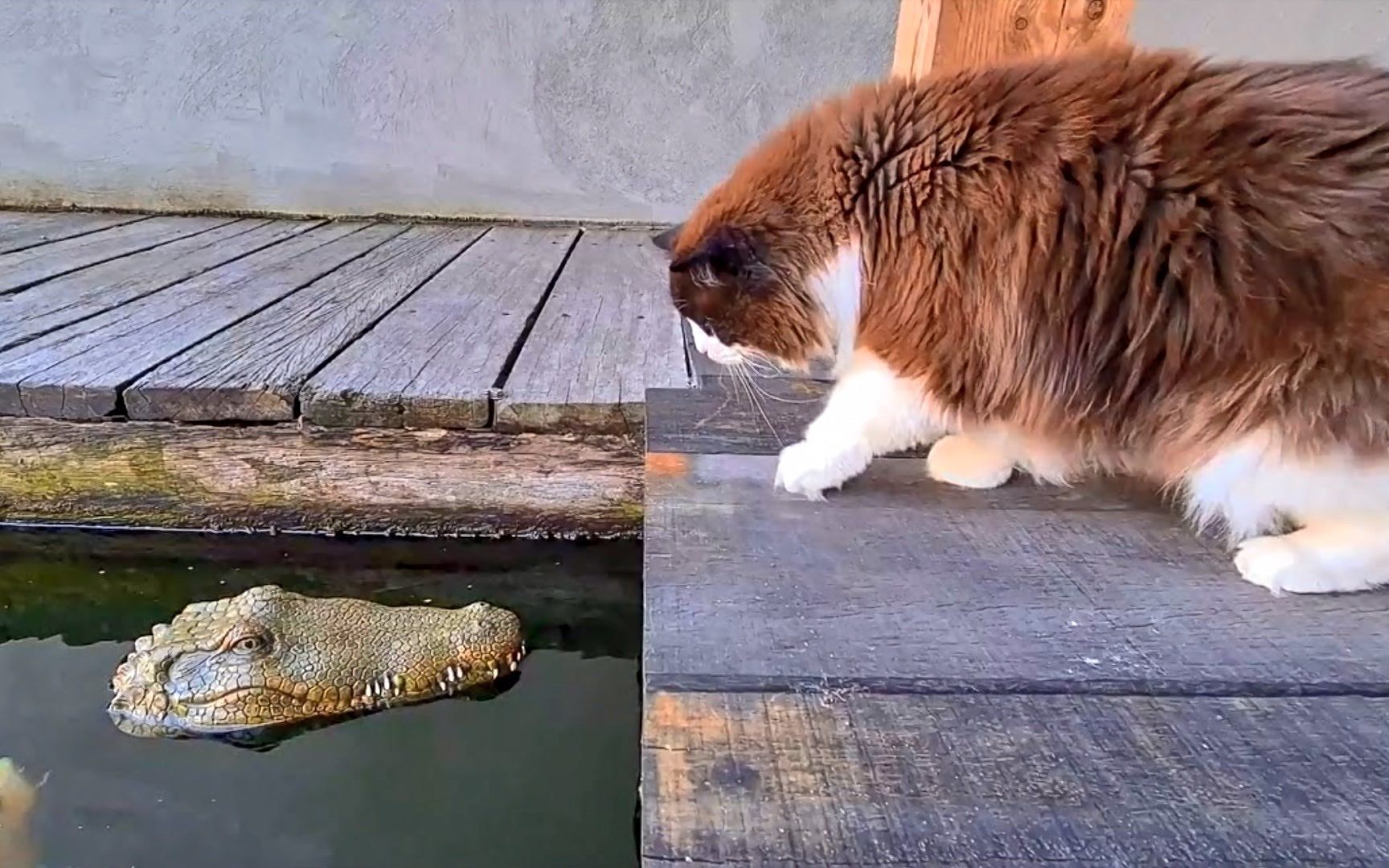猫咪喜欢来水池看锦鲤,主人放了一条鳄鱼进去,猫咪的反应.