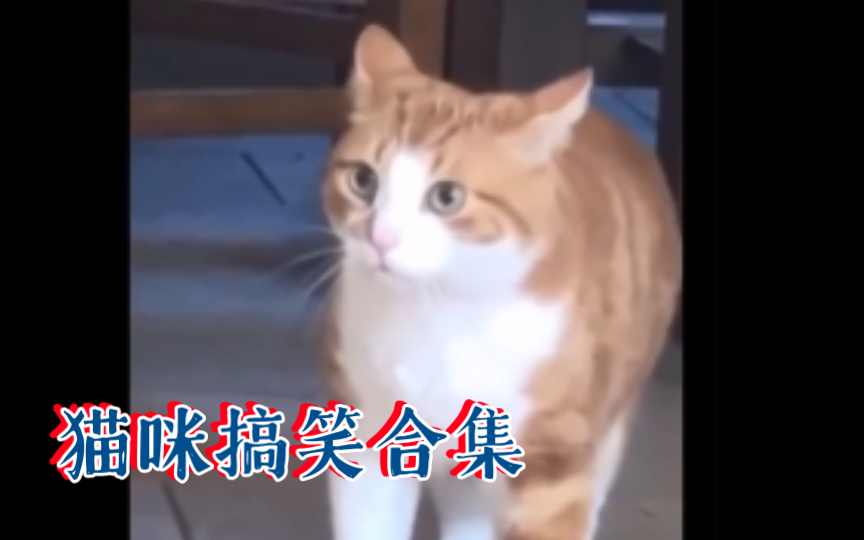 猫咪搞笑视频合集01哔哩哔哩bilibili