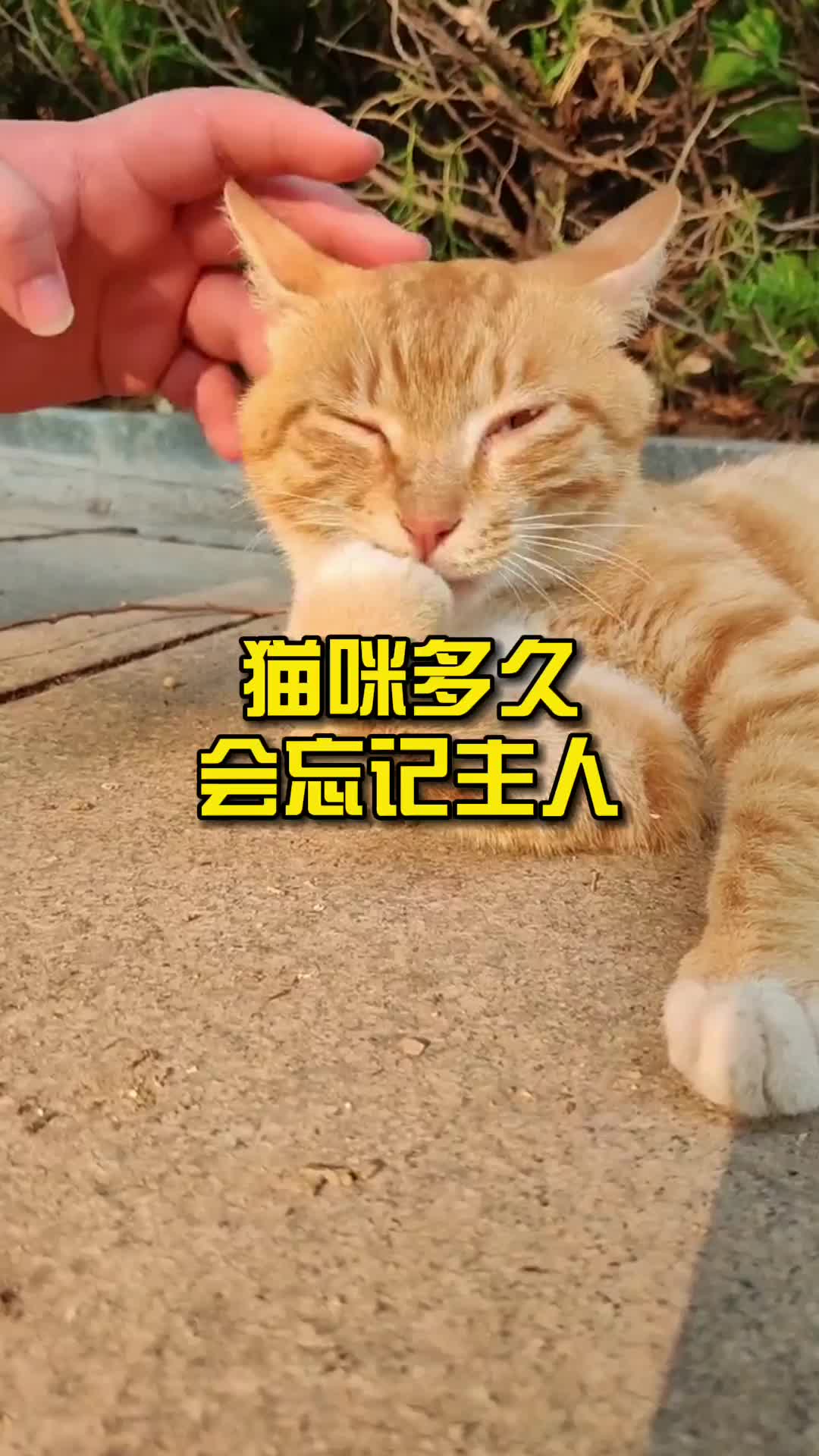 猫咪多久会忘记主人?哔哩哔哩bilibili