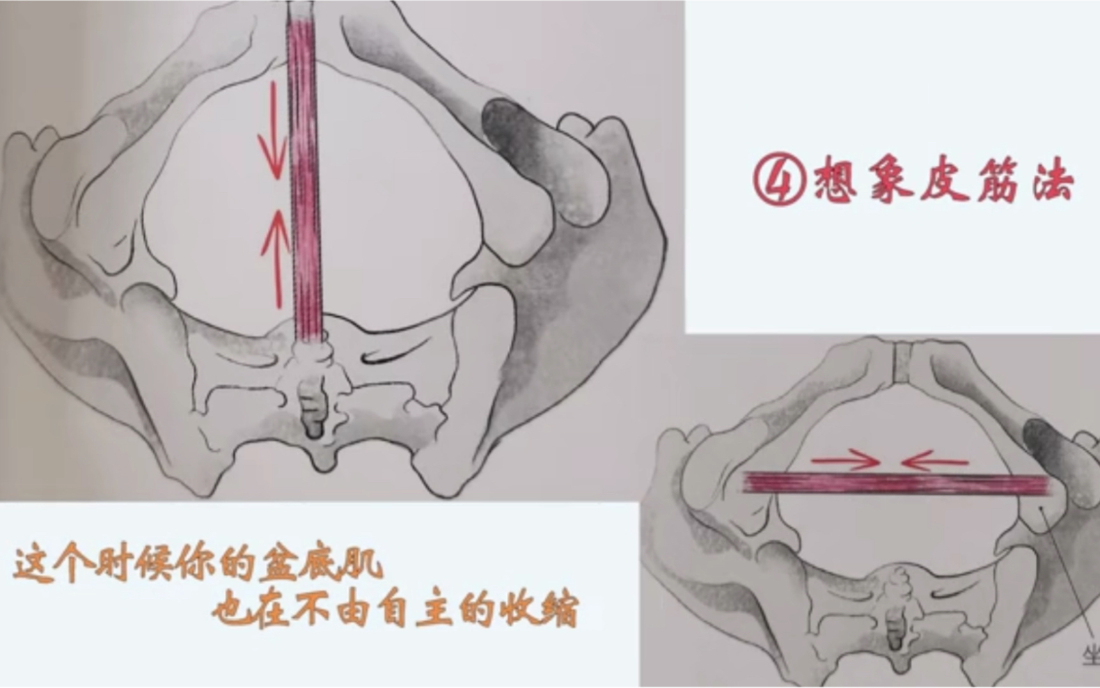 如何准确定位盆底肌哔哩哔哩bilibili