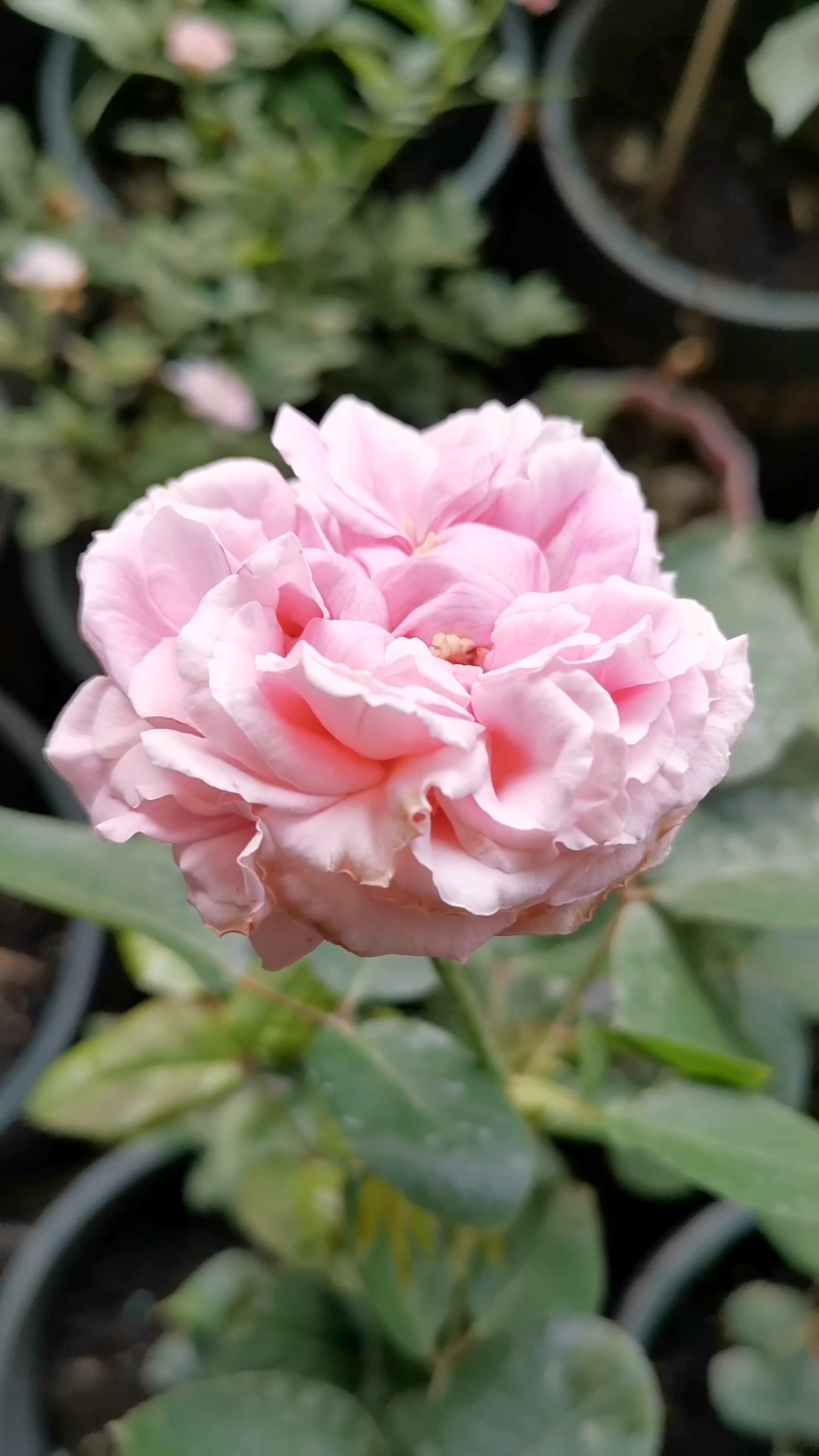 伊芙卡隆我很丑但是很香在我的眼