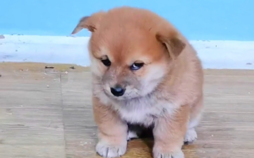 小狗狗这是怎么了,满脸不高兴的样子