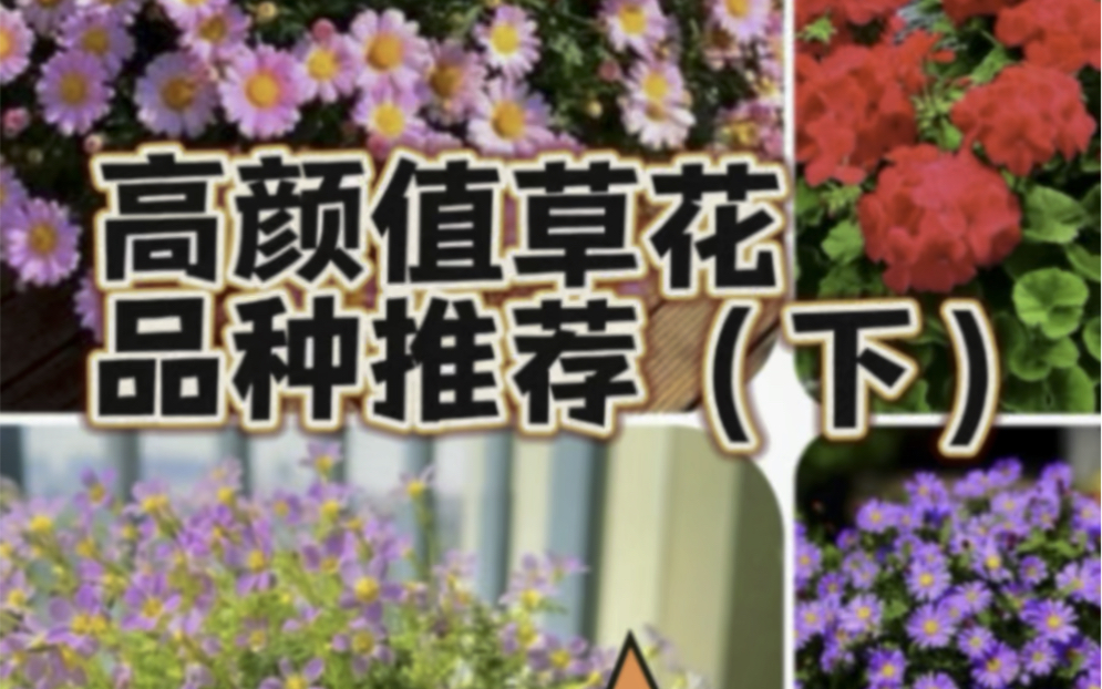 好看好养适合秋冬,高颜值草花品种推荐(下)哔哩哔哩bilibili