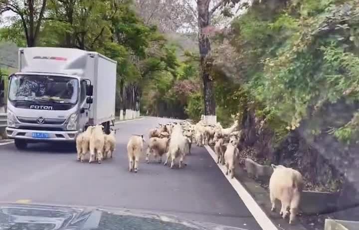 [图]司机驾车遇羊群堵路，车上边牧觉醒牧羊血脉，边牧：无组织无纪律