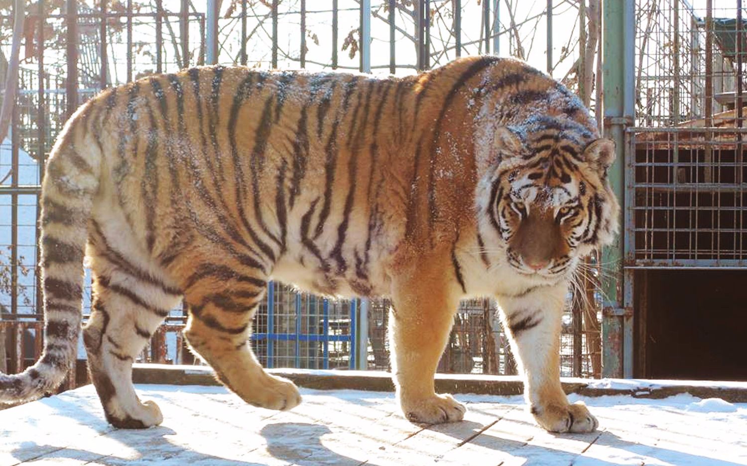 用或其他应用扫描二维码 点赞 老虎是现存体型最大的猫科动物,野外最