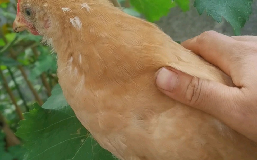 [图]三黄鸡不怕人飞的还高