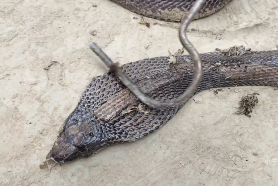 眼镜蛇:轻点啊,都搓秃噜皮了