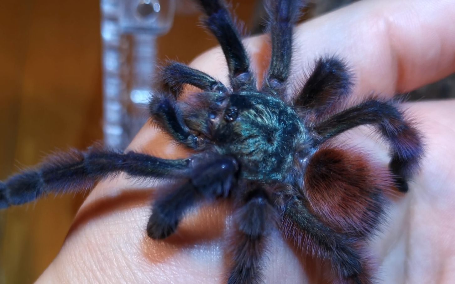 捕鸟蛛换窝秘鲁大天使里奥格兰金毛亚马逊马瑙斯粉趾油彩粉红趾