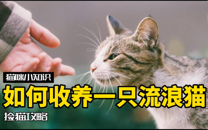 [图]流浪猫过来贴你，是想和你回家吗？