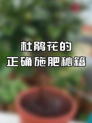 杜鹃花的养护方法哔哩哔哩bilibili