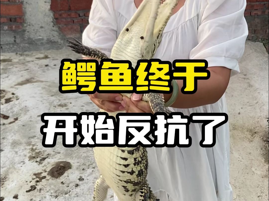 谁还说鳄鱼怕女人?#鳄珍 #鳄珍鳄鱼酒 #养生酒