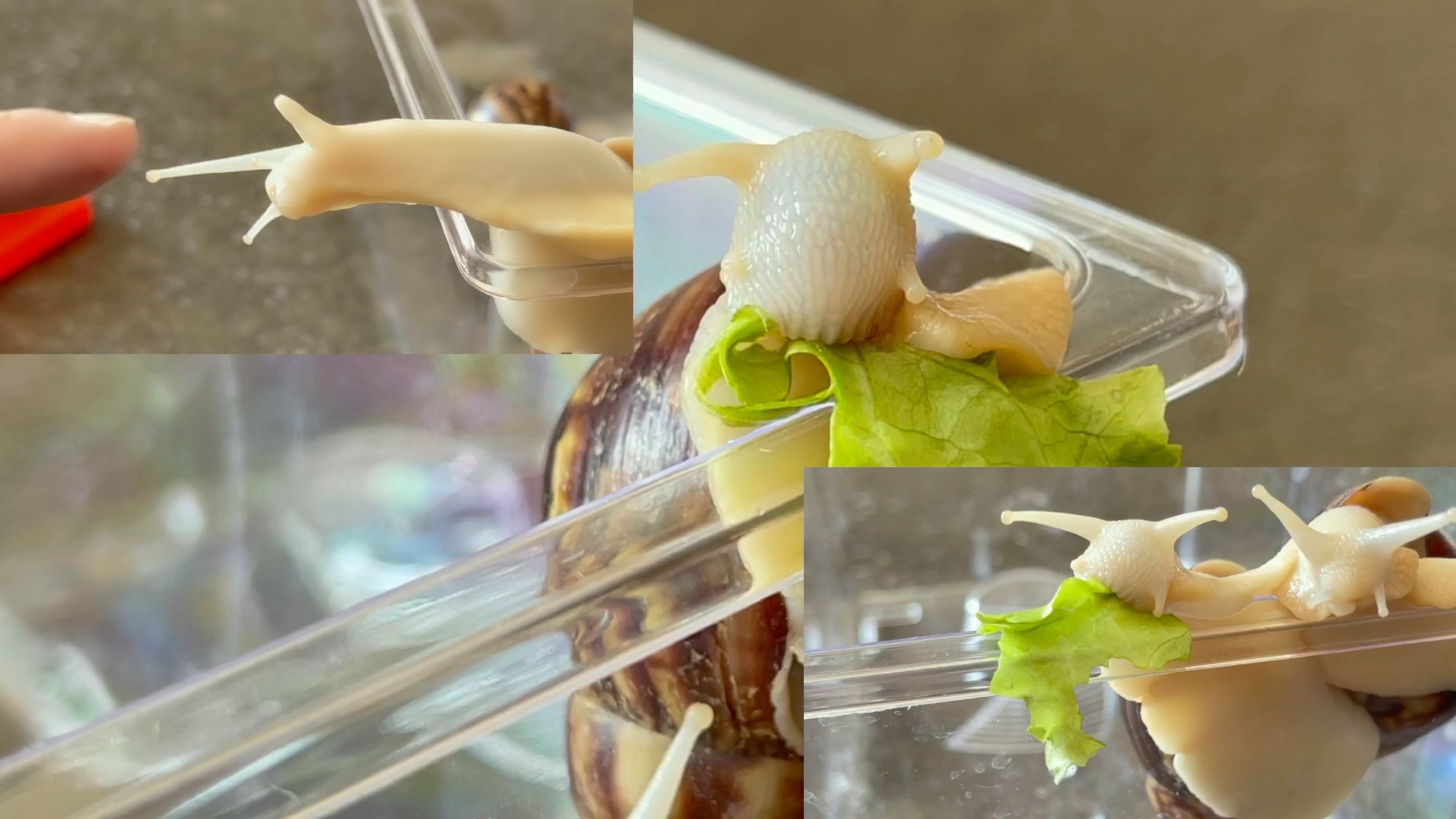 第一次看蜗牛吃东西 很有治愈感