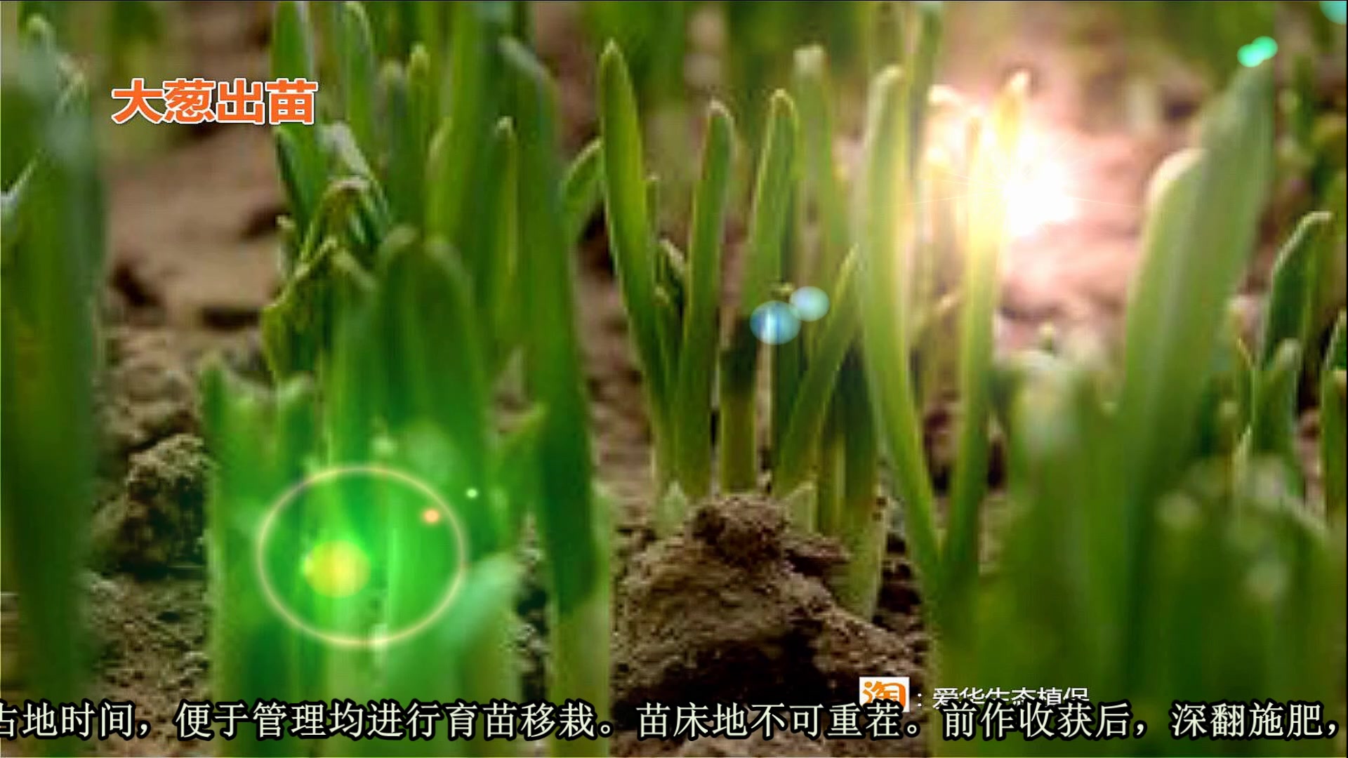 种植大葱正确的方法哔哩哔哩bilibili