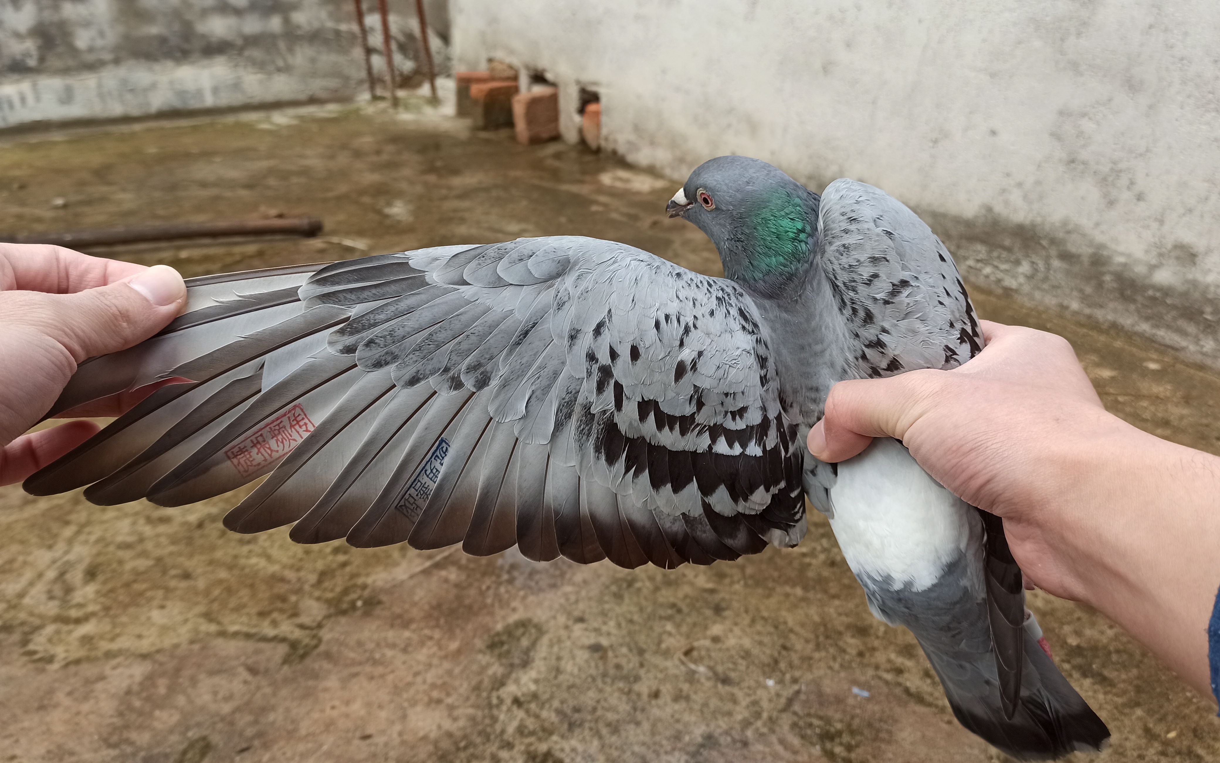 铁牛鸽和天落杂交,居然生了一只奇怪的小鸽子,难道是新物种?