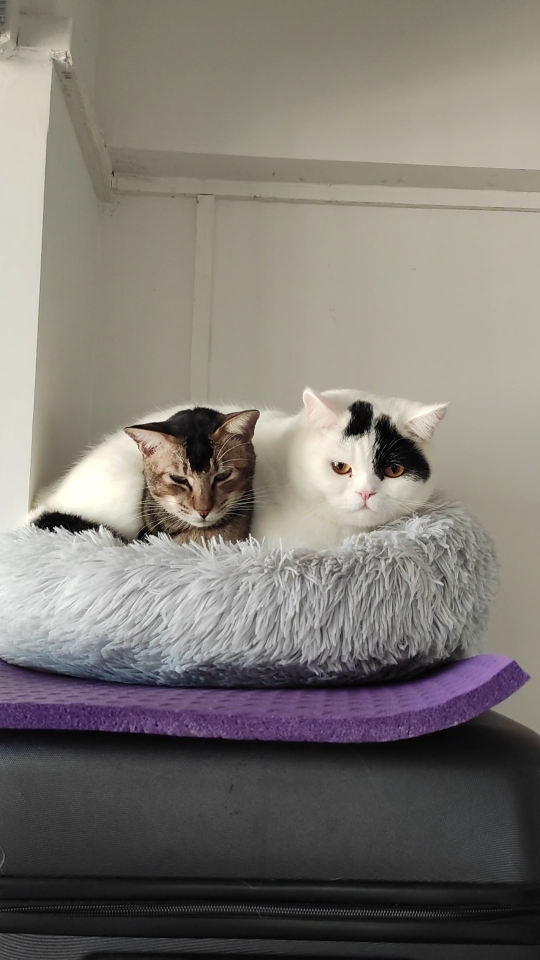 叠猫猫,这不堪重负的爱呀