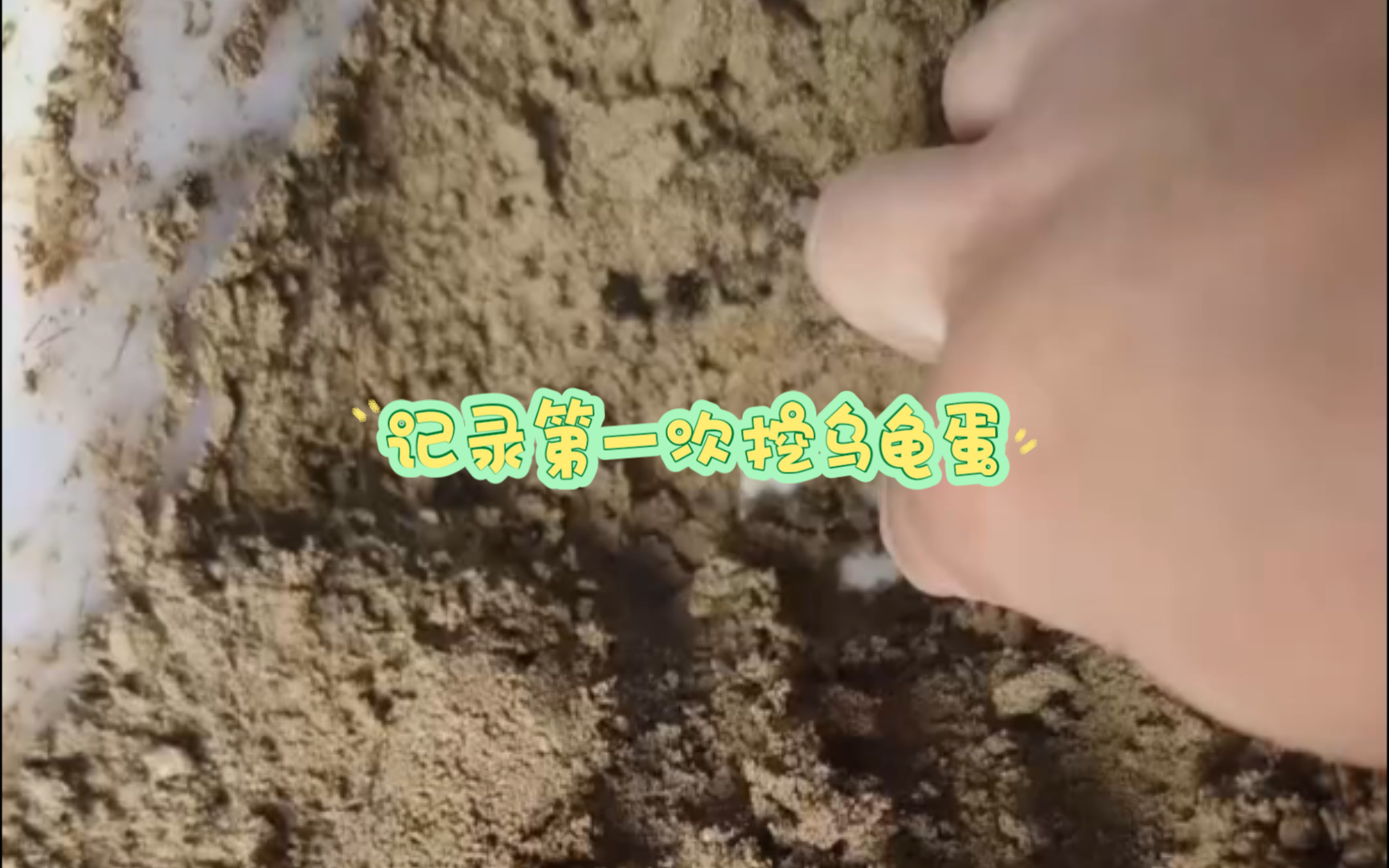 家里养的乌龟下蛋了
