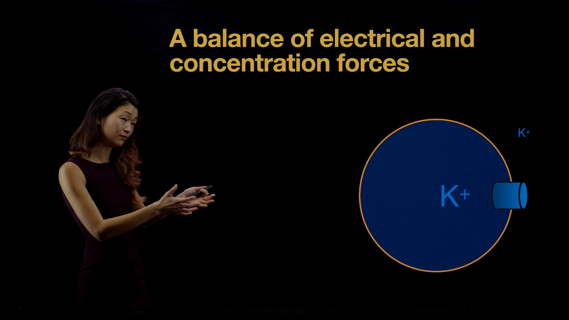 神经科学导论 03 Why do neurons have an electric charge Nernst Potential哔哩哔哩bilibili