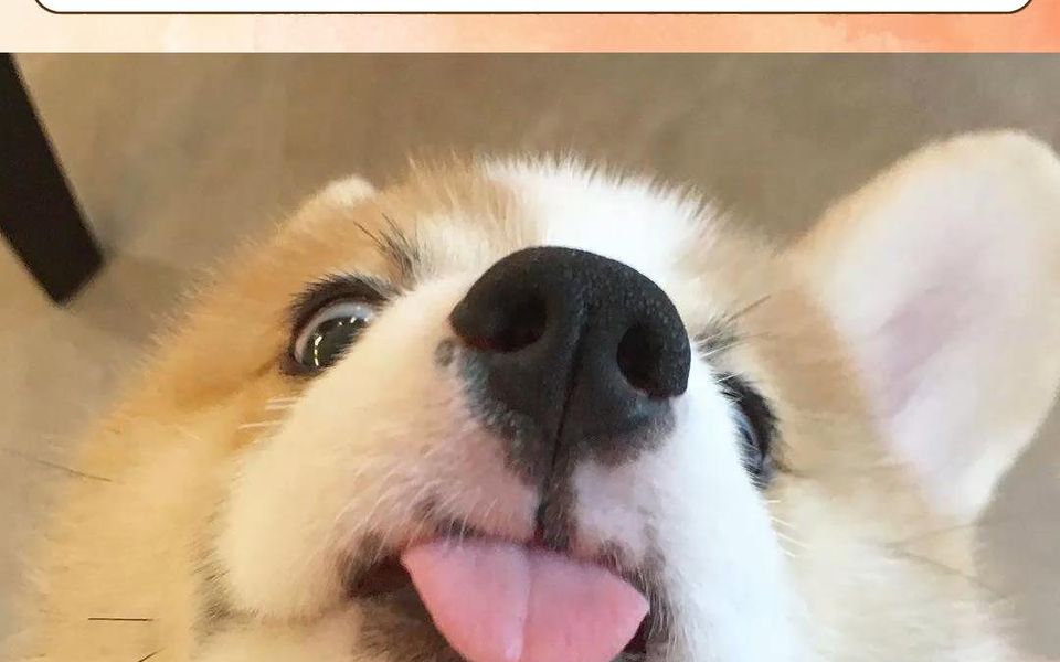 狗狗吐舌头只是因为太热了吗?