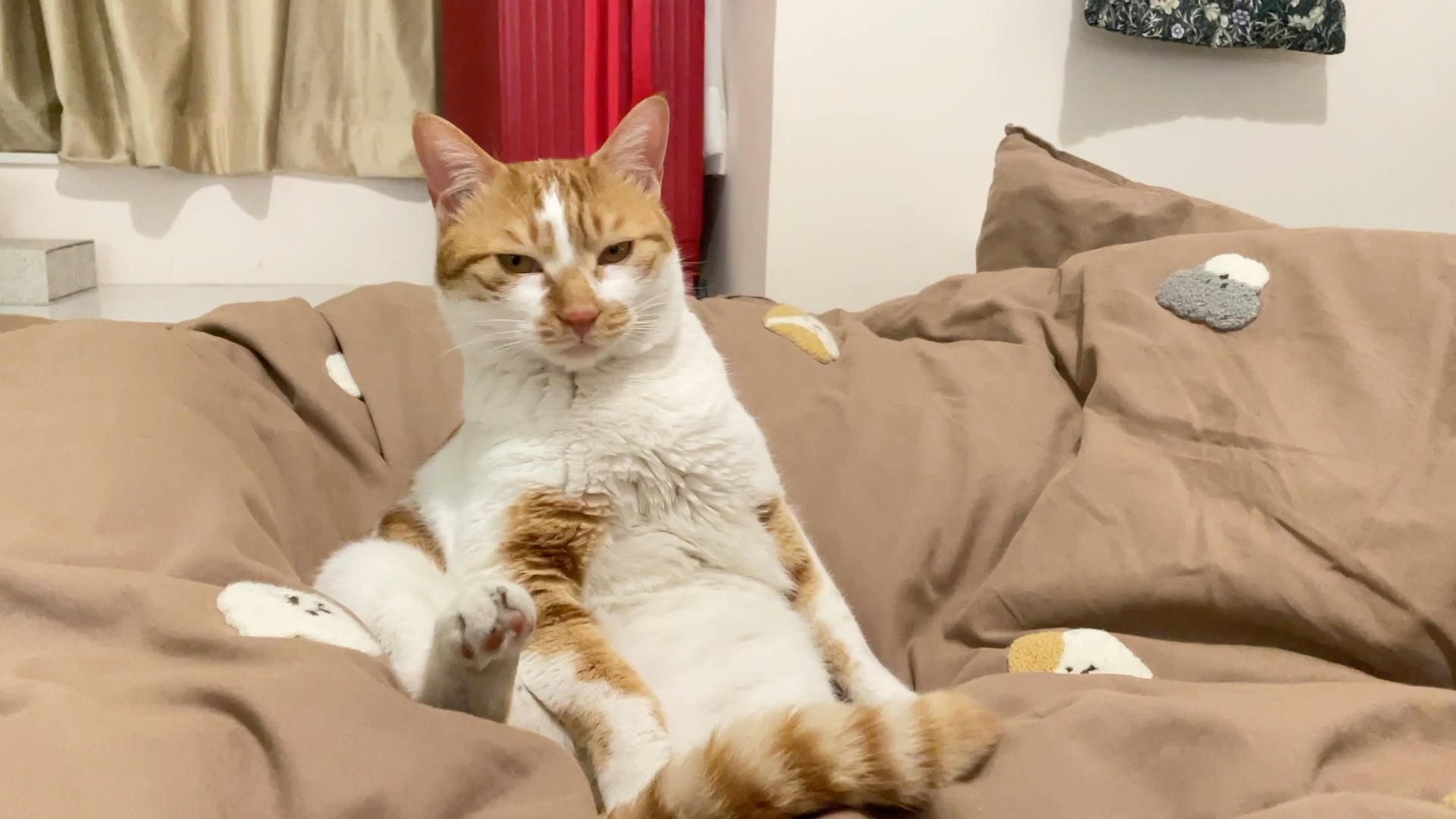 我的猫会"葛优瘫"