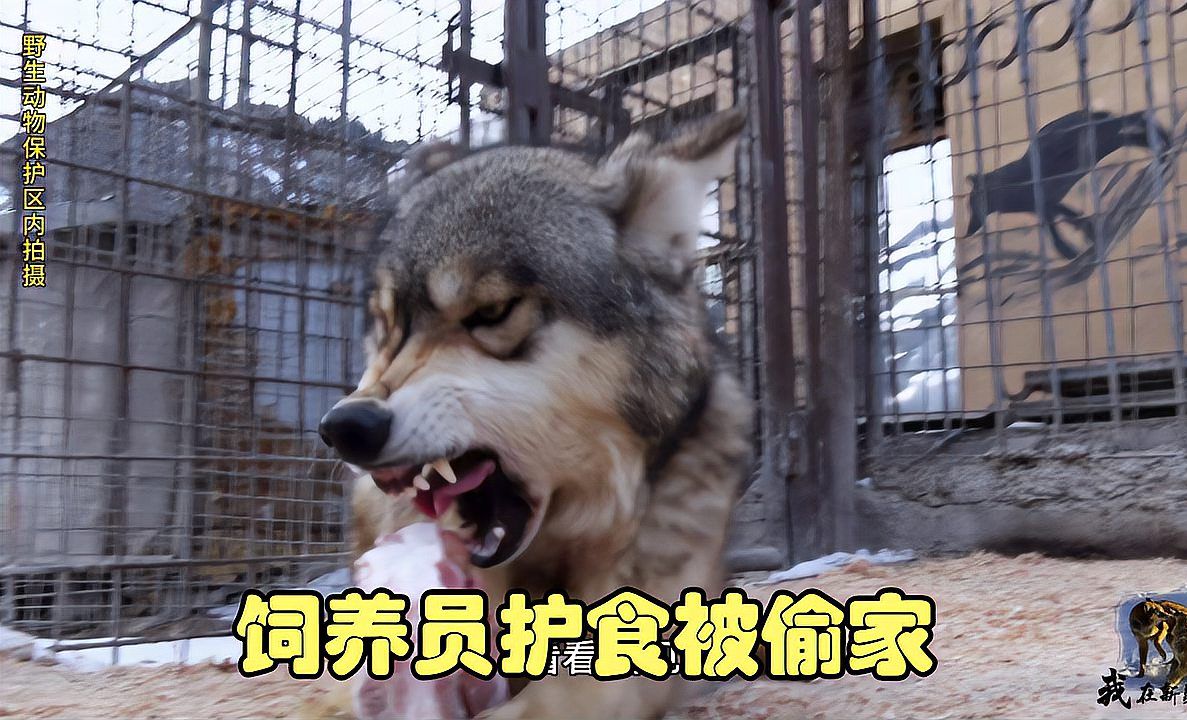 饲养员护食被偷家,狼王绕到身后叼起就跑,根本不把大姐放在眼里