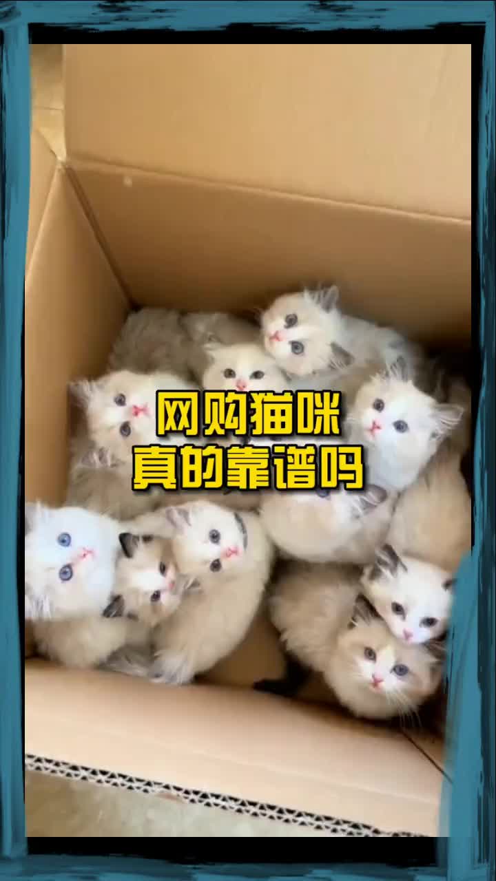 你曾经在网上买过猫吗?网上买猫真的可靠吗#可爱的宠物#猫#猫#喵星#网上购物猫#科普知识𐟍𕢘…𐟍𘥓”哩哔哩bilibili