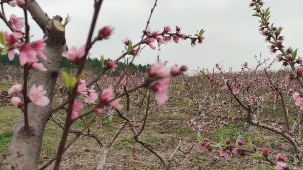 [图]手机里的三月桃花朵朵开