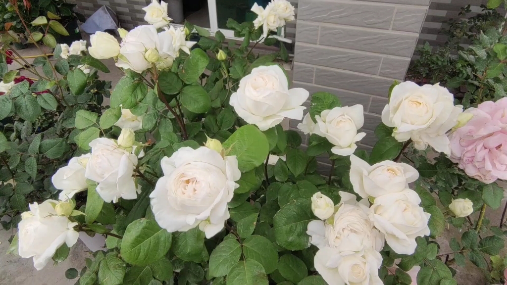 且听风吟——月季婚礼之路/保罗二世