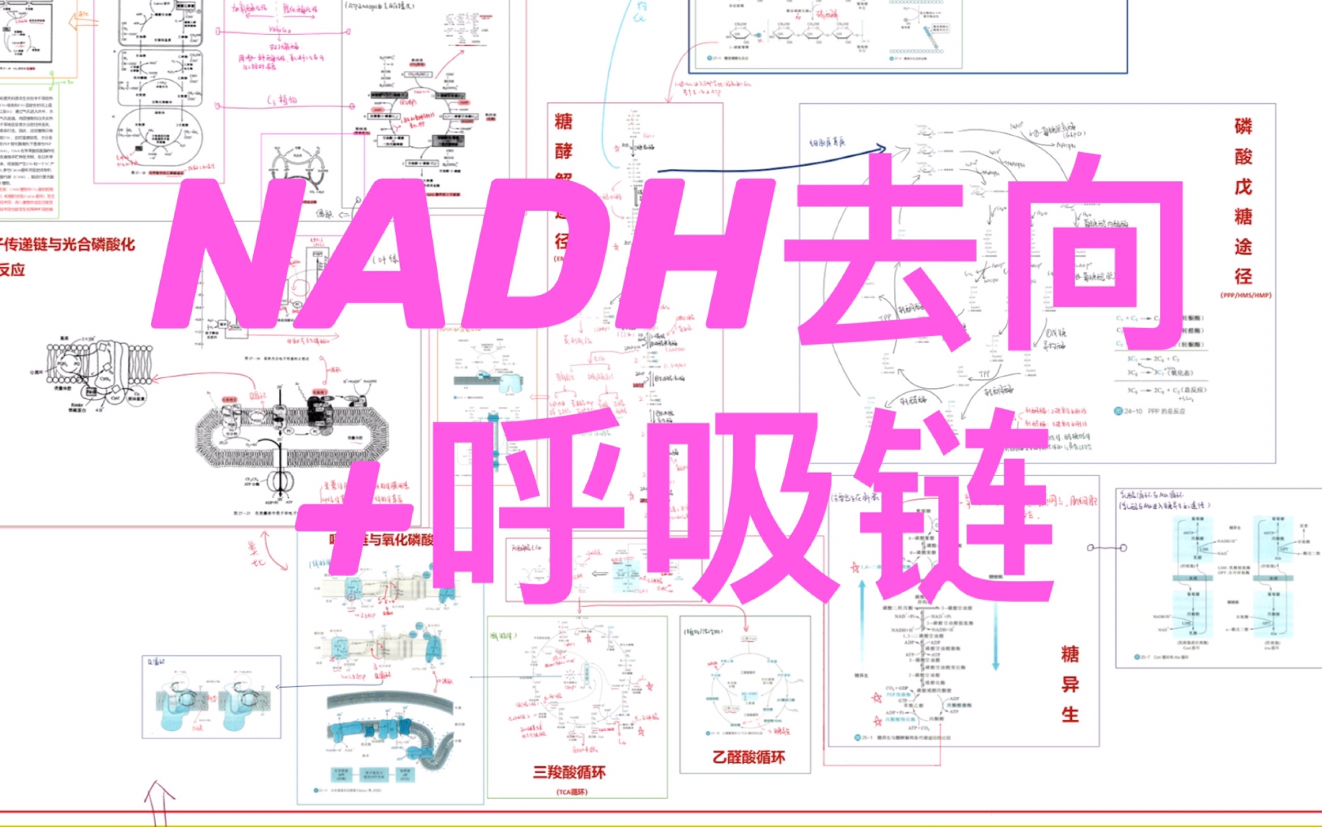 【代谢复盘】NADH去向+呼吸链哔哩哔哩bilibili