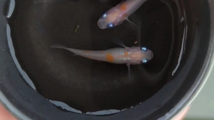 观背青鳉小町红白