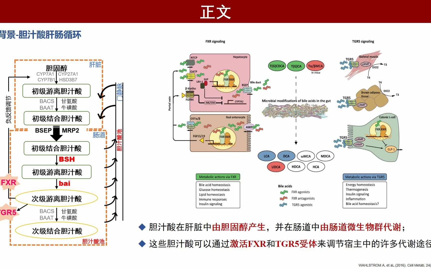 iMeta | 编码胆盐水解酶的乳酸杆菌的分类鉴定: 调节肝肠胆汁酸谱哔哩哔哩bilibili