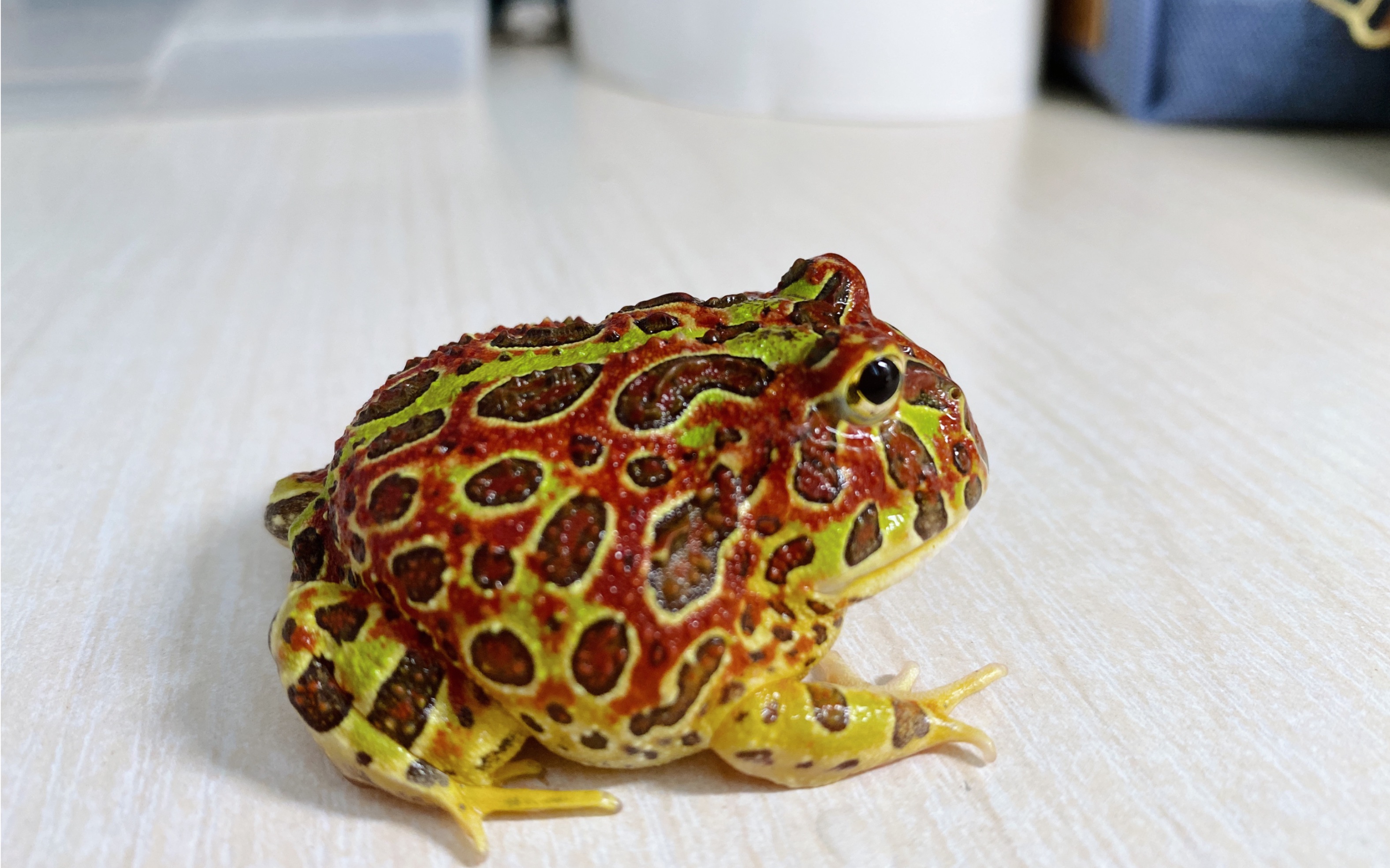 活动作品钟角蛙柿饼开箱