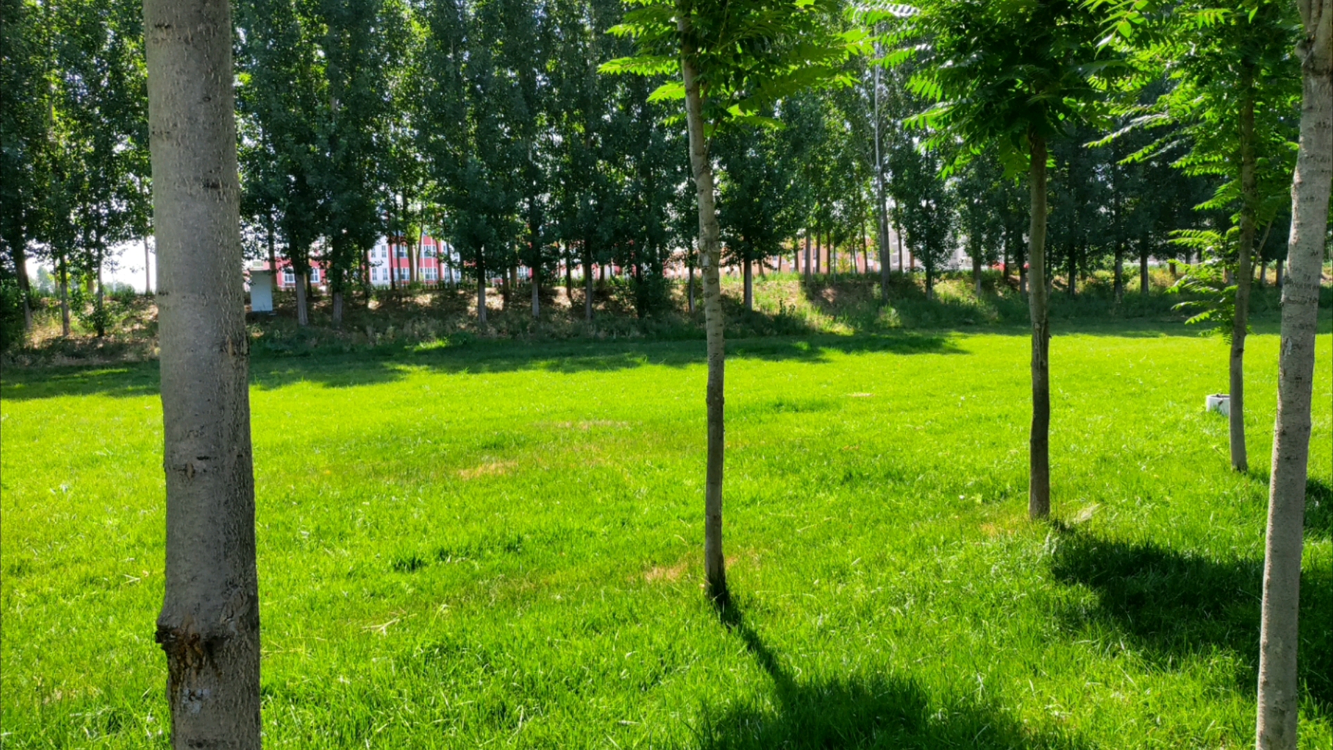 红米k30s拍照欣赏