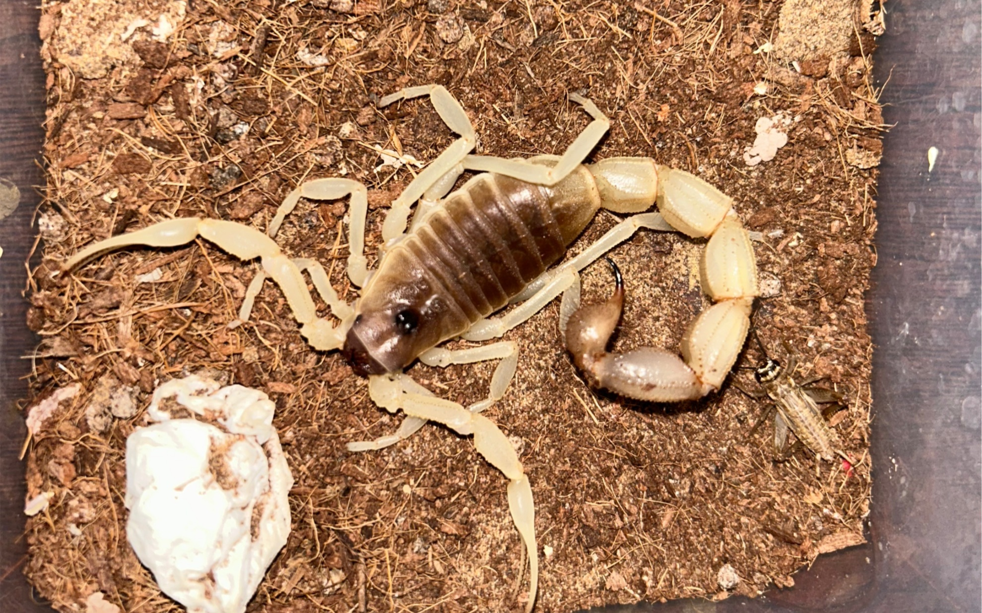 大个体青玉粗尾蝎成体母捕食蟋蟀