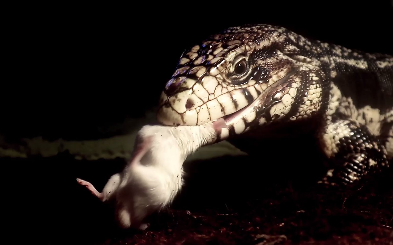 活动作品黑白泰加才是经典