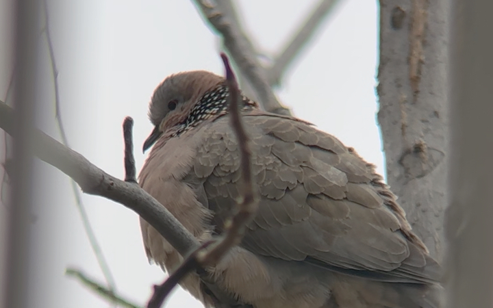 【斑鸠】窗外咕咕 悠闲假期