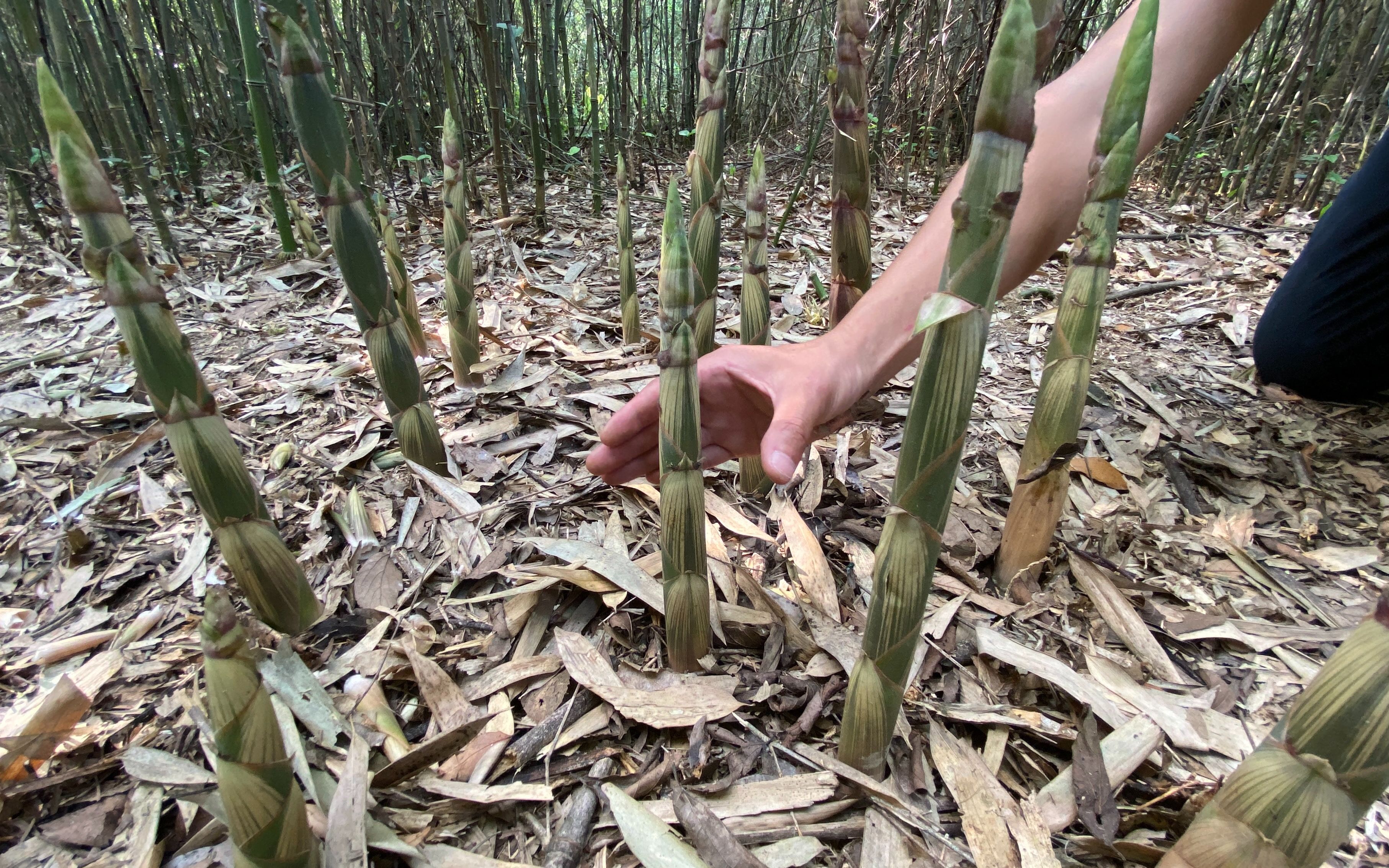 农村小伙上山拔春笋,雨后竹林里的野笋一丛丛的,直呼拔得真过瘾
