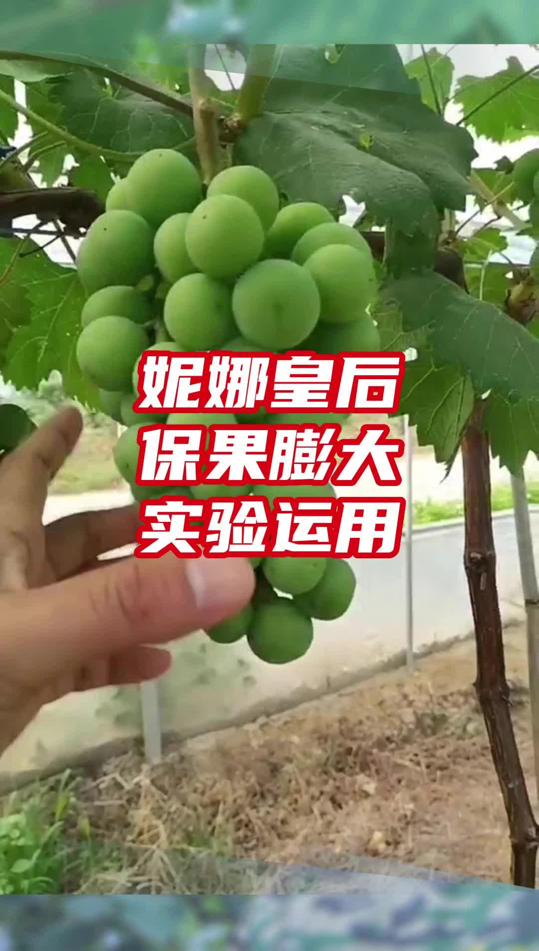 妮娜皇后葡萄巨峰系保果膨大实验运用