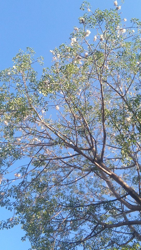 实拍木棉飘絮_哔哩哔哩_bilibili