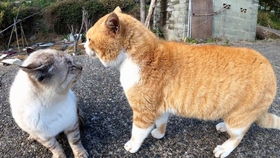 一段猫骂人的录音 可以放给你家猫听听 哔哩哔哩 つロ干杯 Bilibili 一段猫骂人的录音 可以放给你家猫听听 哔哩哔哩 つロ干杯 Bilibili