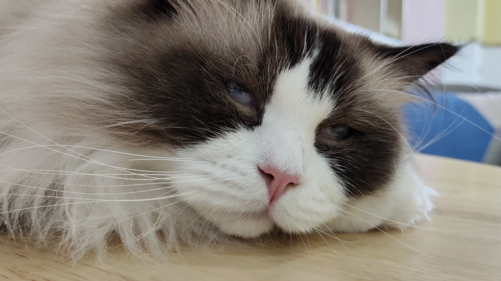 猫咪翻白眼表情包图片
