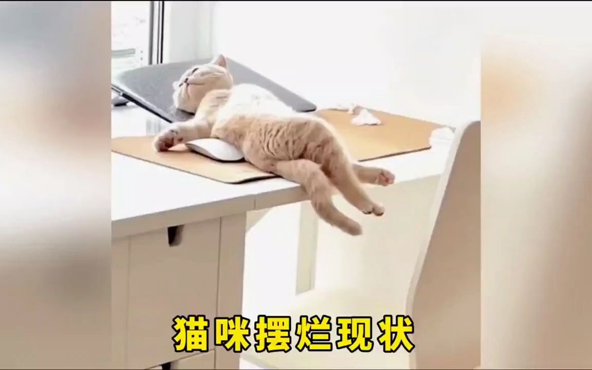 [图]猫咪摆烂现状！