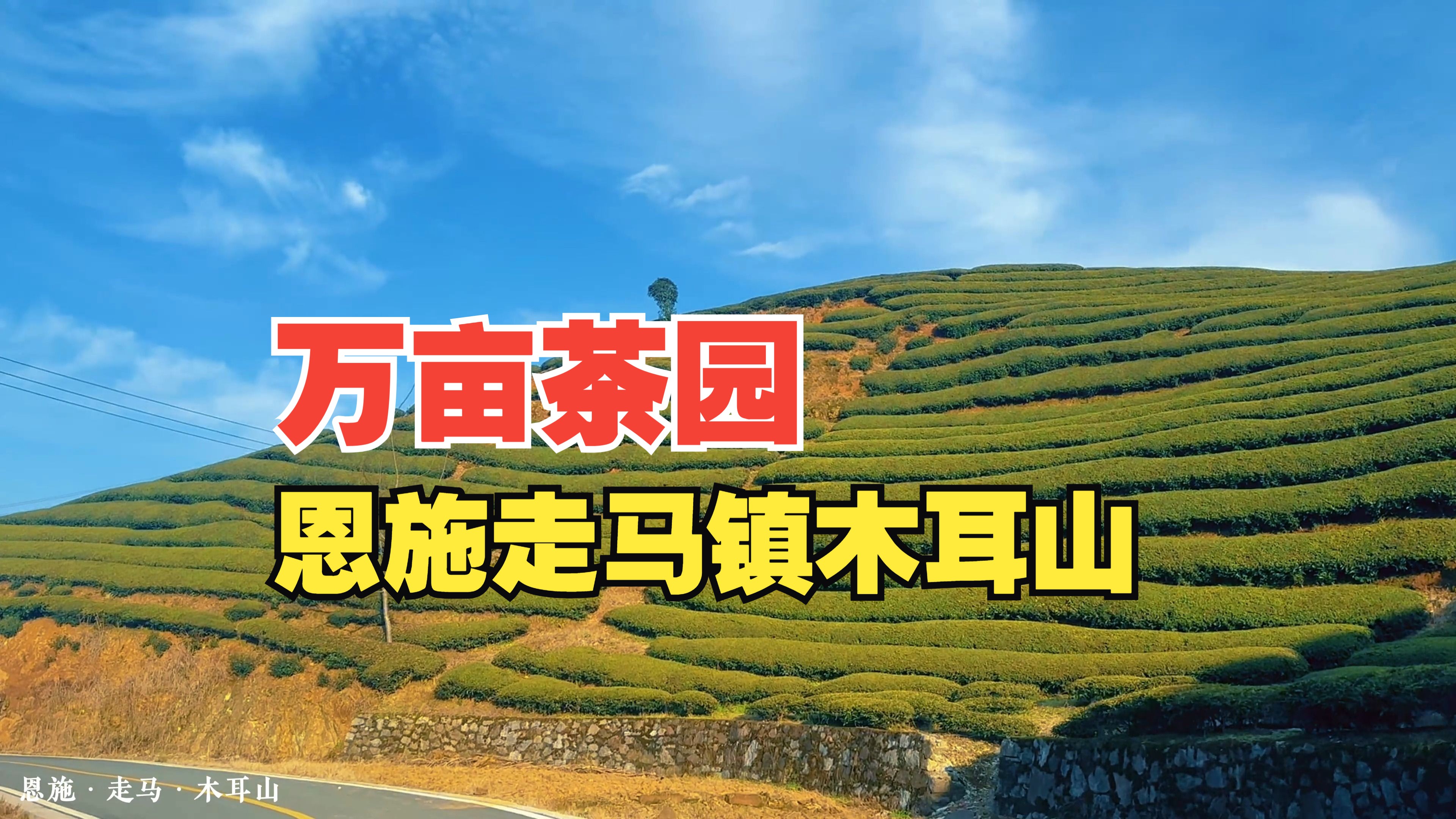 恩施鹤峰走马镇申请出战,万亩茶园亮相! 你家乡的代表作是什么?