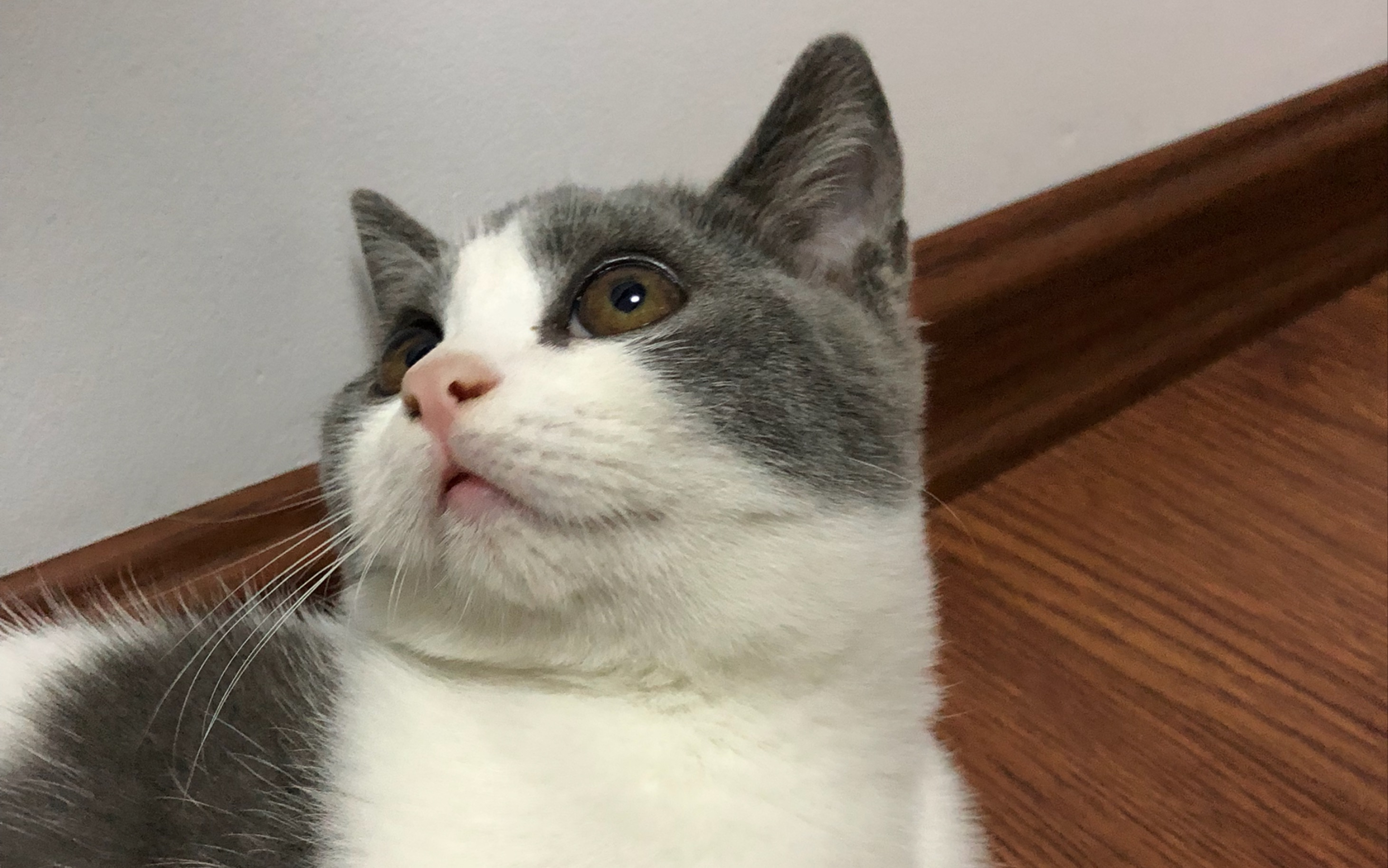 怂"猪"喝水之深呼吸,我不怕我一点也不怕!