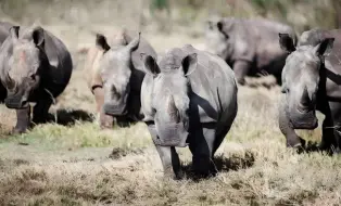 Tải video: 所以老虎到底能不能在非洲称霸啊